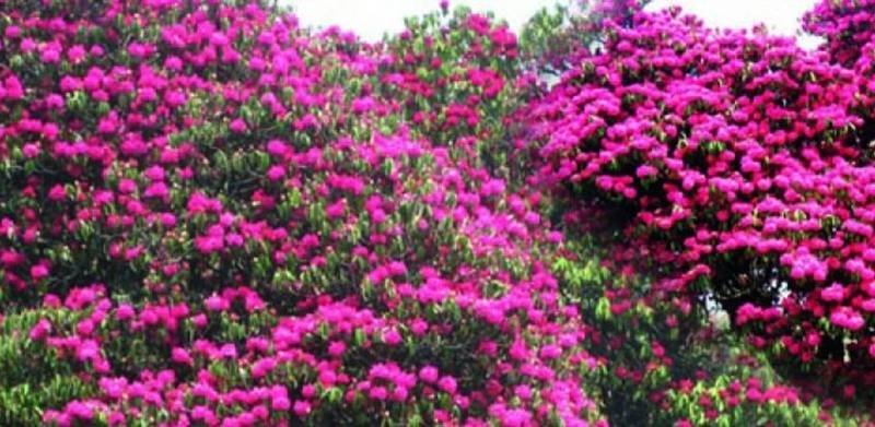 Milke Danda Trek